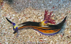 Nudibranch by Philippe Brunner 